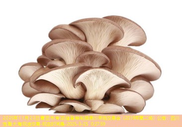 2025年11月23日莆田市专项储备粮轮换竞价采购交易会（2019年第二场）公告