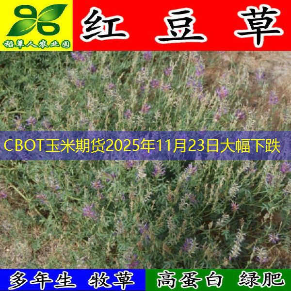 CBOT玉米期货2025年11月23日大幅下跌