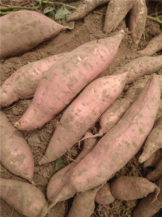 2025年6月18日诏安县应急储备油竞价销售交易会公告