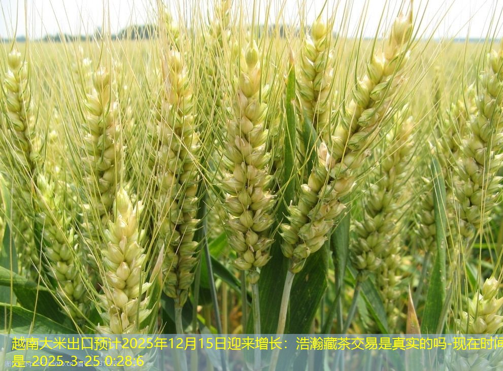 越南大米出口预计2025年12月15日迎来增长