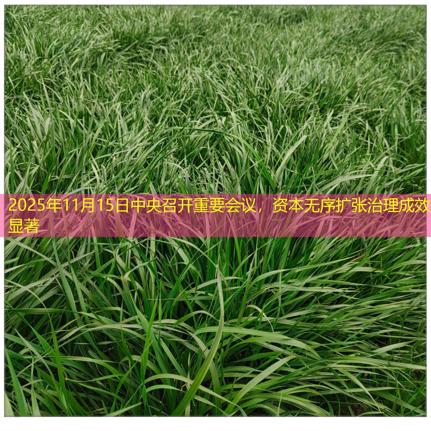 2025年11月15日中央召开重要会议，资本无序扩张治理成效显著