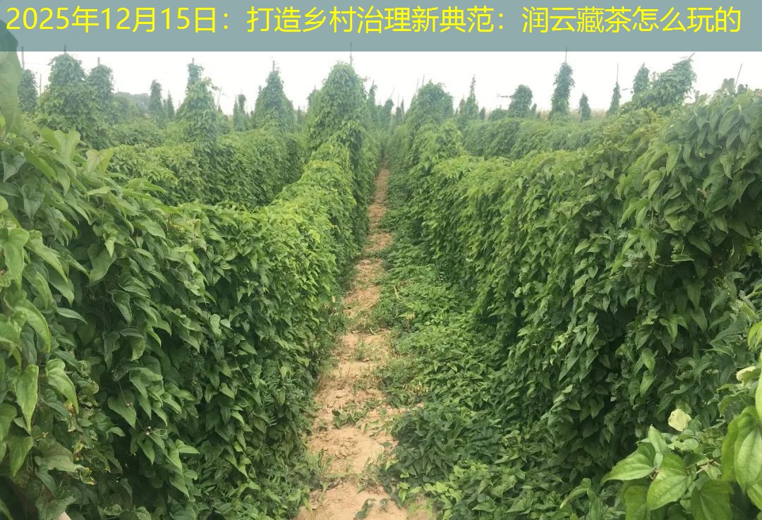 2025年12月15日：打造乡村治理新典范：润云藏茶怎么玩的