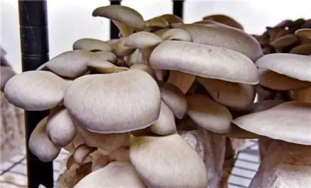 CBOT玉米期货2025年11月23日大幅下跌