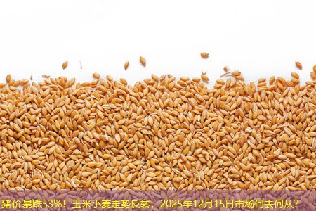 猪价暴跌53%！玉米小麦走势反转，2025年12月15日市场何去何从？