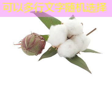 2025年03月15日小麦价格走势预测：三大关键因素解析