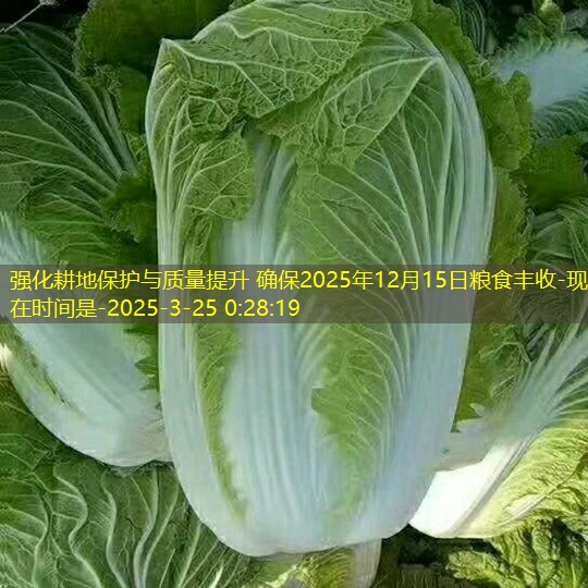 强化耕地保护与质量提升 确保2025年12月15日粮食丰收