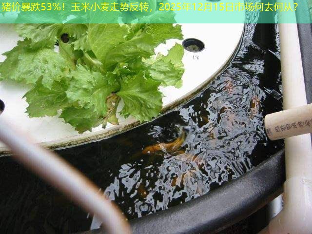 猪价暴跌53%！玉米小麦走势反转，2025年12月15日市场何去何从？