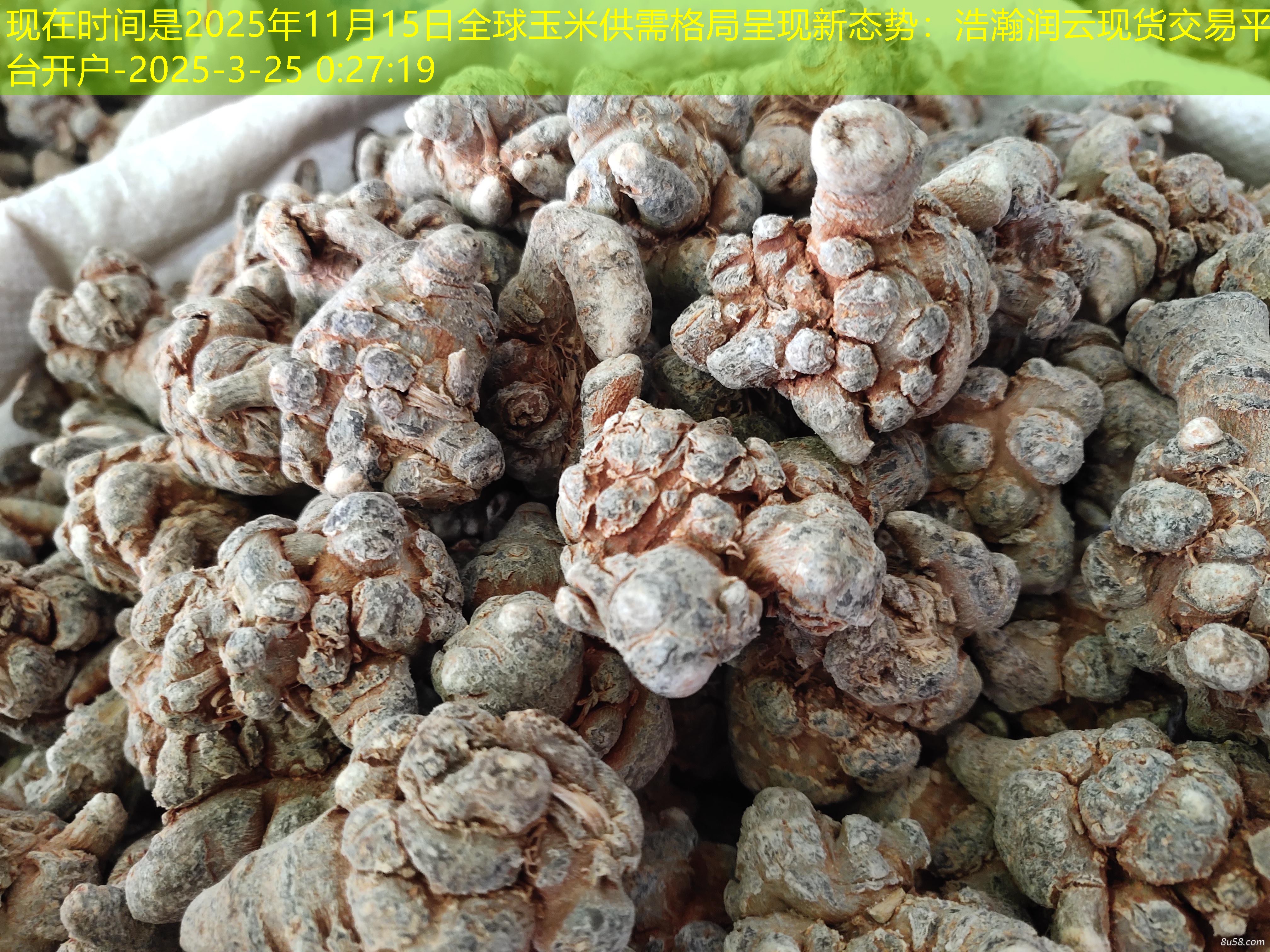 2025年11月15日全球玉米供需格局呈现新态势