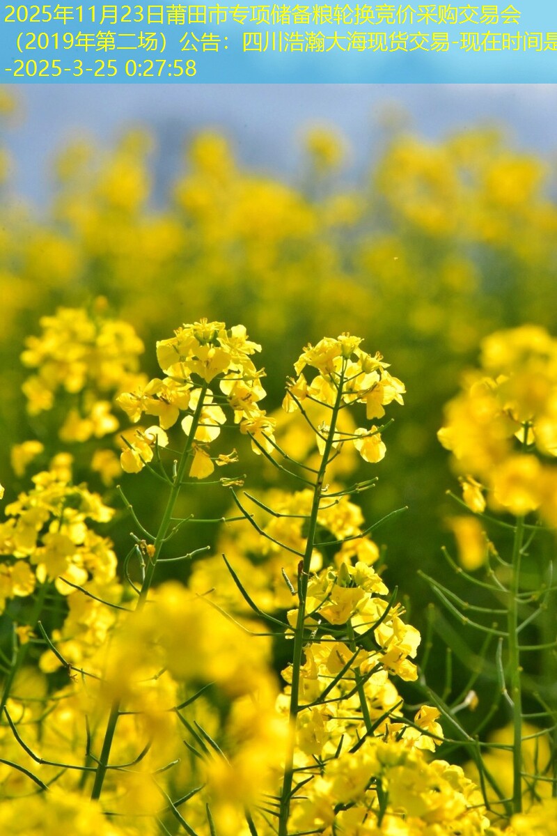 2025年11月23日莆田市专项储备粮轮换竞价采购交易会（2019年第二场）公告：四川浩瀚大海现货交易