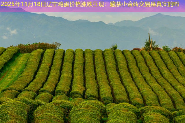 2025年11月18日辽宁鸡蛋价格涨跌互现：藏茶小金砖交易是真实的吗