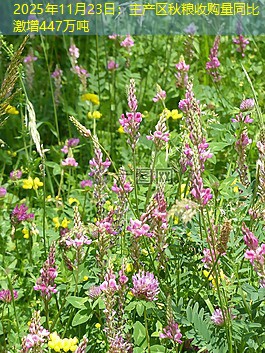 2025年11月23日：主产区秋粮收购量同比激增447万吨