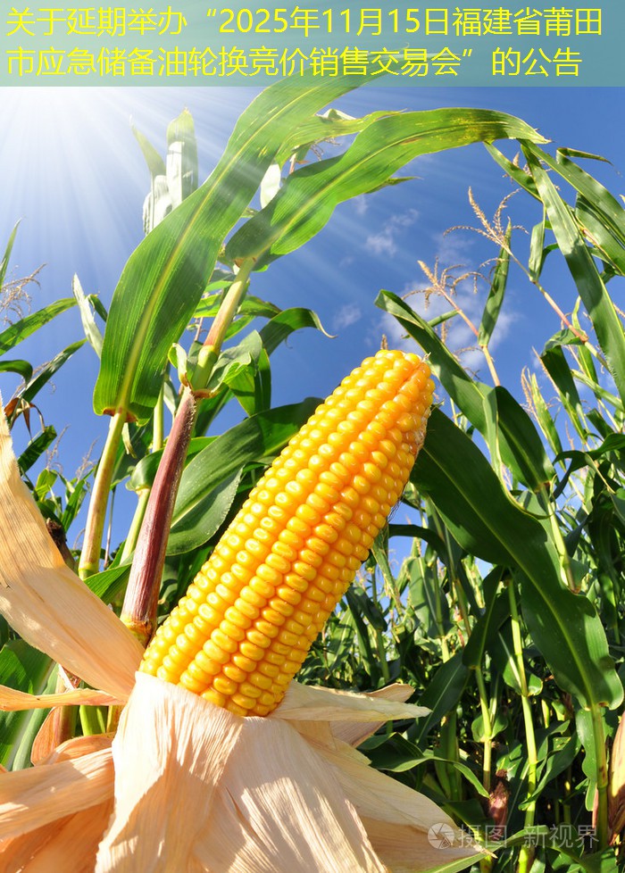 关于延期举办“2025年11月15日福建省莆田市应急储备油轮换竞价销售交易会”的公告