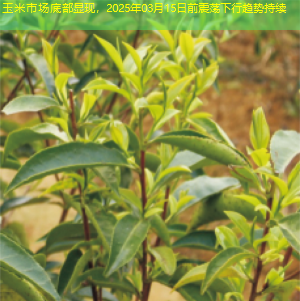 玉米市场底部显现，2025年03月15日前震荡下行趋势持续