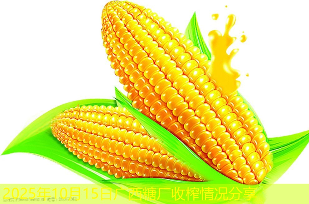 2025年10月15日广西糖厂收榨情况分享