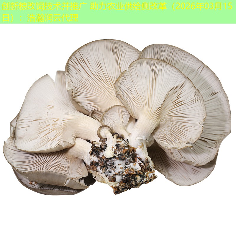 创新粮改饲技术并推广 助力农业供给侧改革（2026年03月15日）：浩瀚润云代理