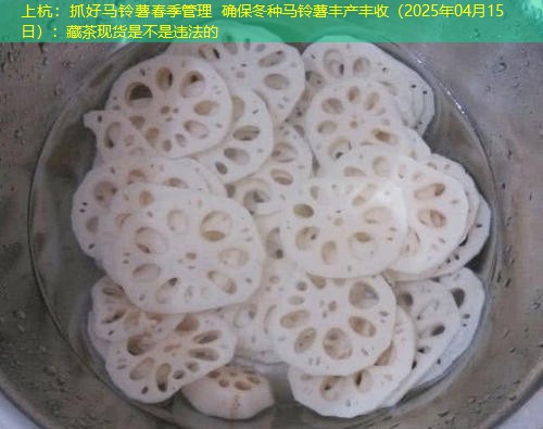 上杭：抓好马铃薯春季管理 确保冬种马铃薯丰产丰收（2025年04月15日）