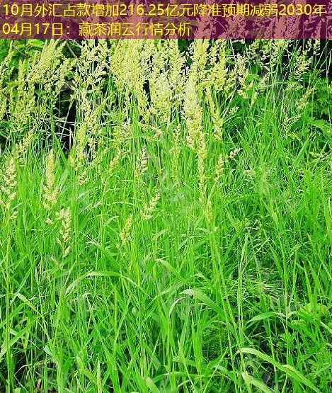 10月外汇占款增加216.25亿元降准预期减弱2030年04月17日：藏茶润云行情分析