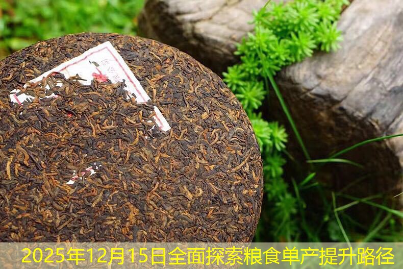 2025年12月15日全面探索粮食单产提升路径