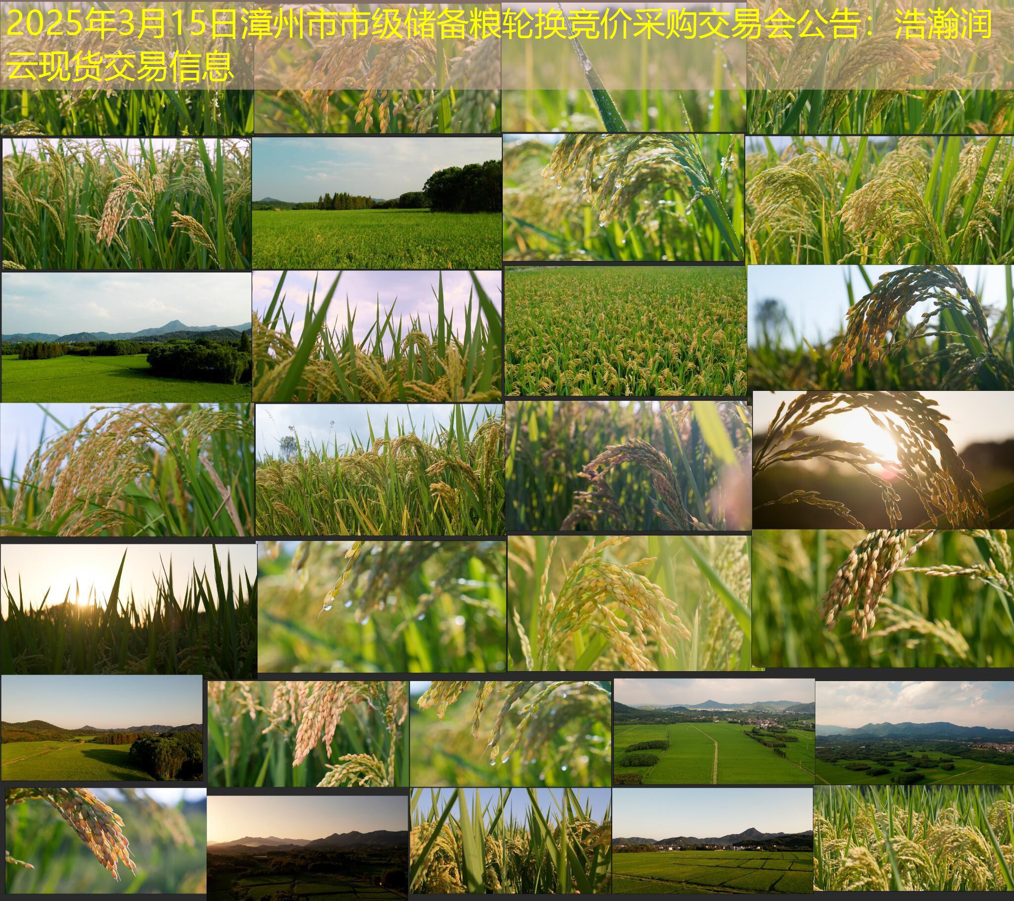 2025年3月15日漳州市市级储备粮轮换竞价采购交易会公告：浩瀚润云现货交易信息