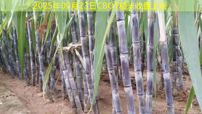2025年09月23日CBOT糙米收盘上涨