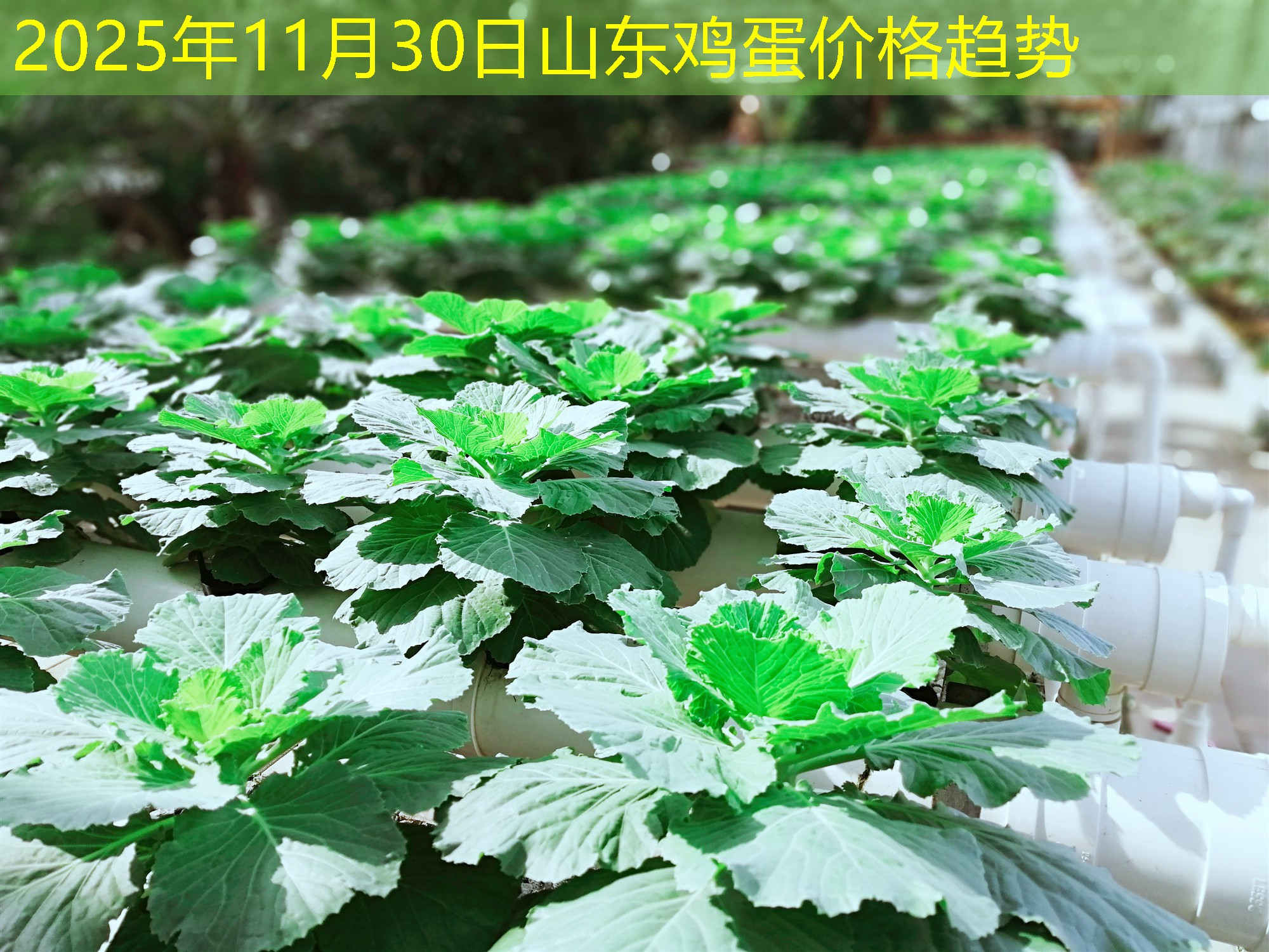 2025年11月30日山东鸡蛋价格趋势