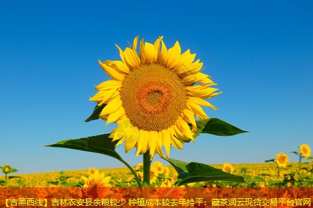 【吉黑西线】吉林农安县余粮较少 种植成本较去年持平