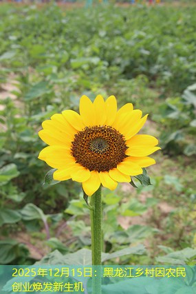 2025年12月15日：黑龙江乡村因农民创业焕发新生机