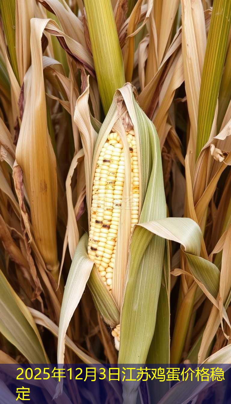 2025年12月3日江苏鸡蛋价格稳定
