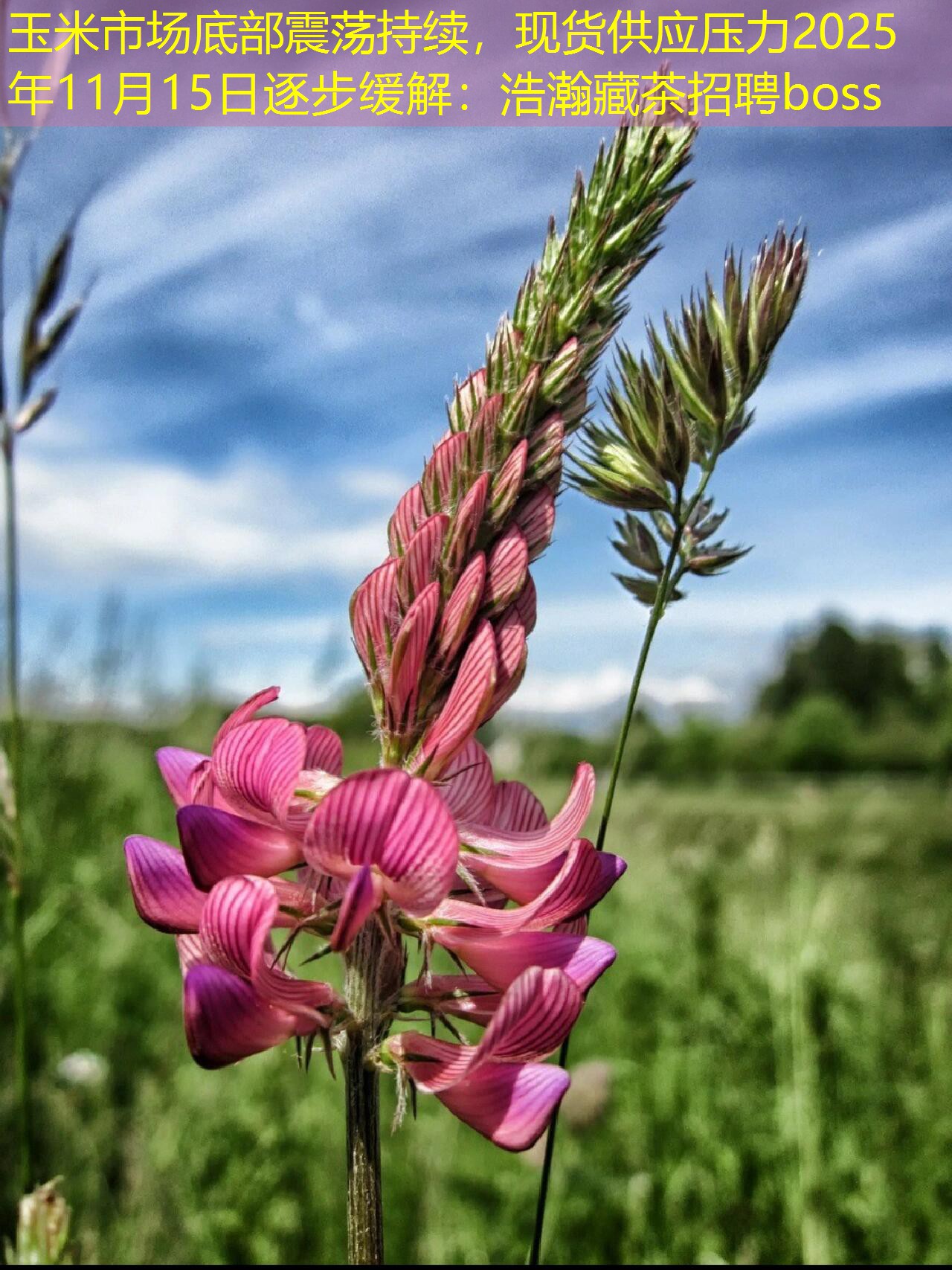玉米市场底部震荡持续，现货供应压力2025年11月15日逐步缓解：浩瀚藏茶招聘boss