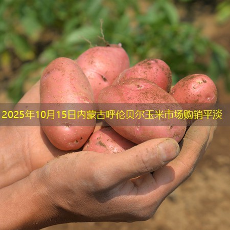 2025年10月15日内蒙古呼伦贝尔玉米市场购销平淡