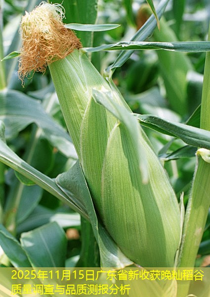 2025年11月15日广东省新收获晚籼稻谷质量调查与品质测报分析