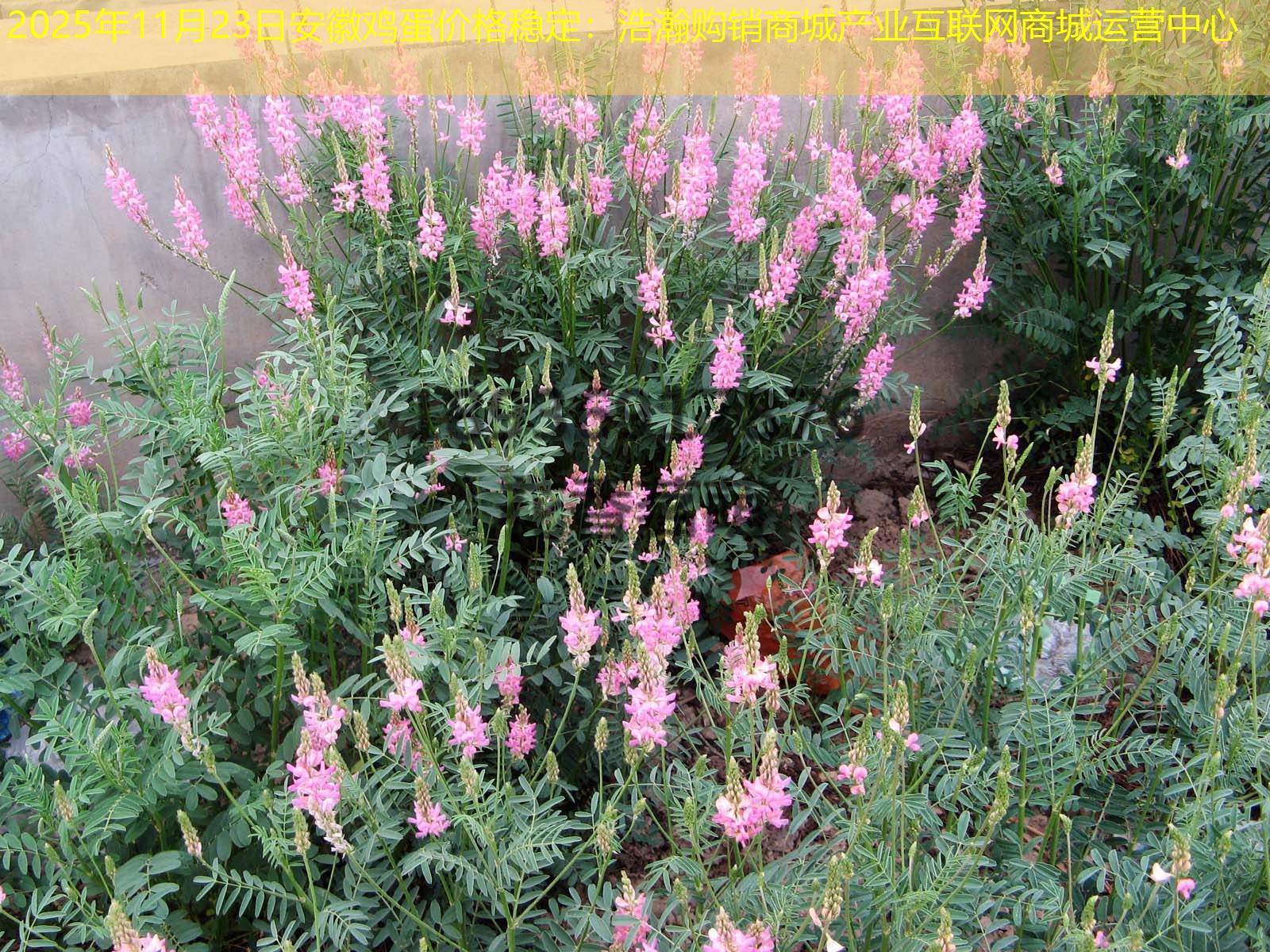 2025年11月23日安徽鸡蛋价格稳定：浩瀚购销商城产业互联网商城运营中心