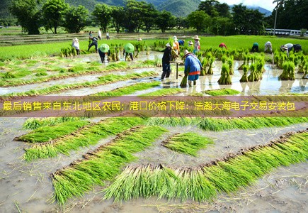 最后销售来自东北地区农民；港口价格下降