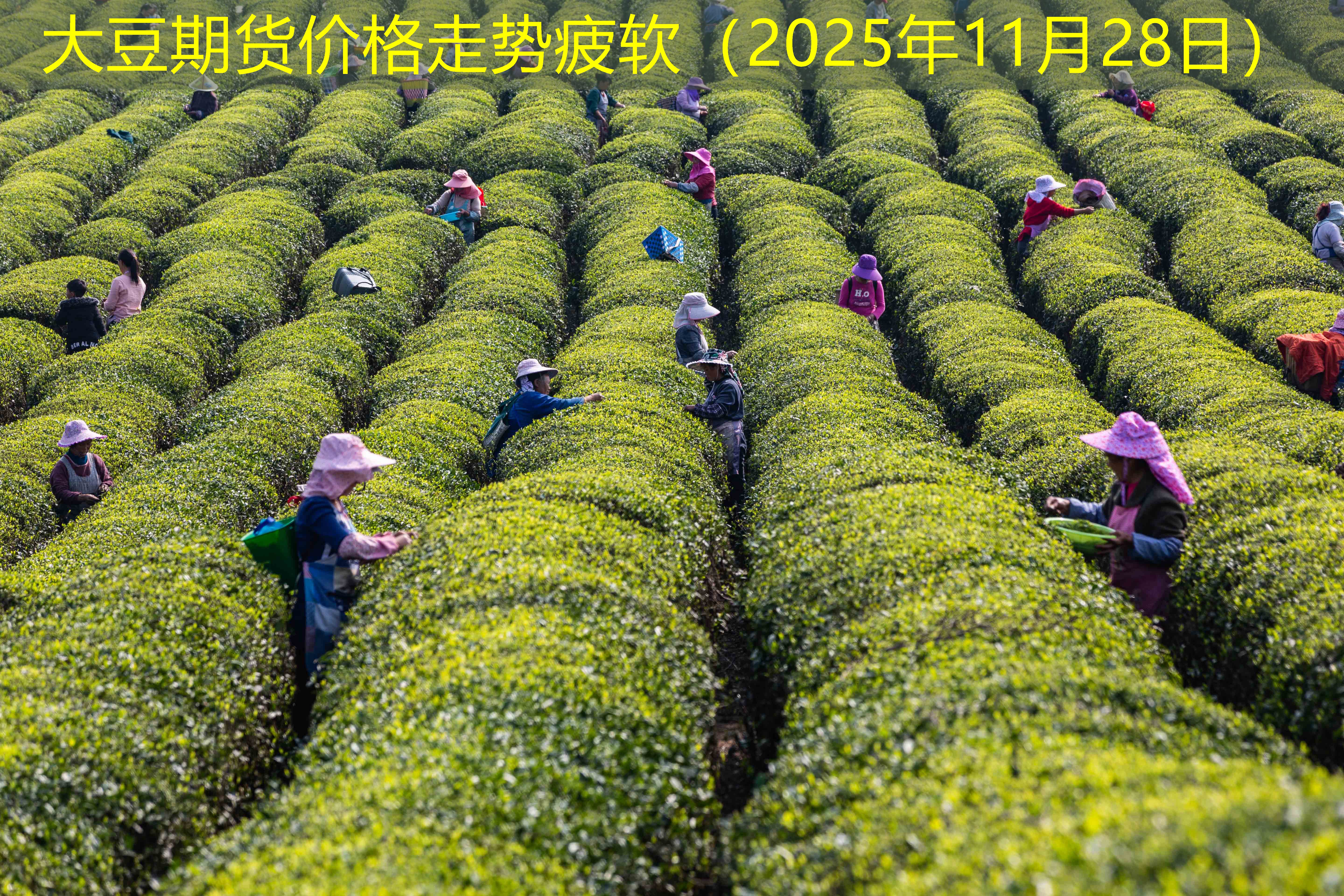 大豆期货价格走势疲软（2025年11月28日）