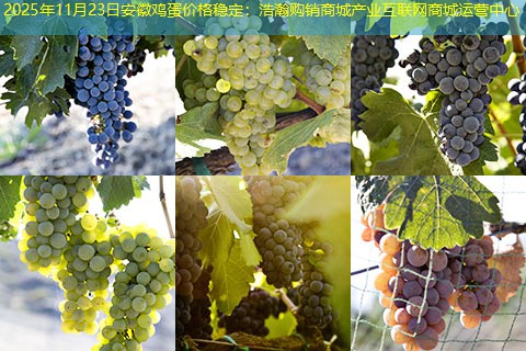 2025年11月23日安徽鸡蛋价格稳定