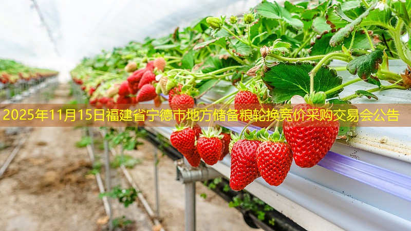 2025年11月15日福建省宁德市地方储备粮轮换竞价采购交易会公告