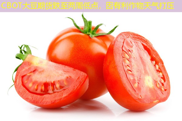 CBOT大豆期货跌至两周低点，因有利作物天气打压