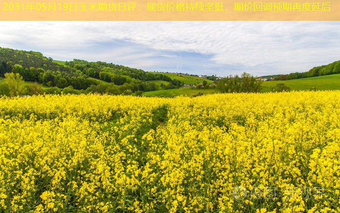 2031年05月19日玉米期货日评：现货价格持续坚挺，期价回调预期再度延后