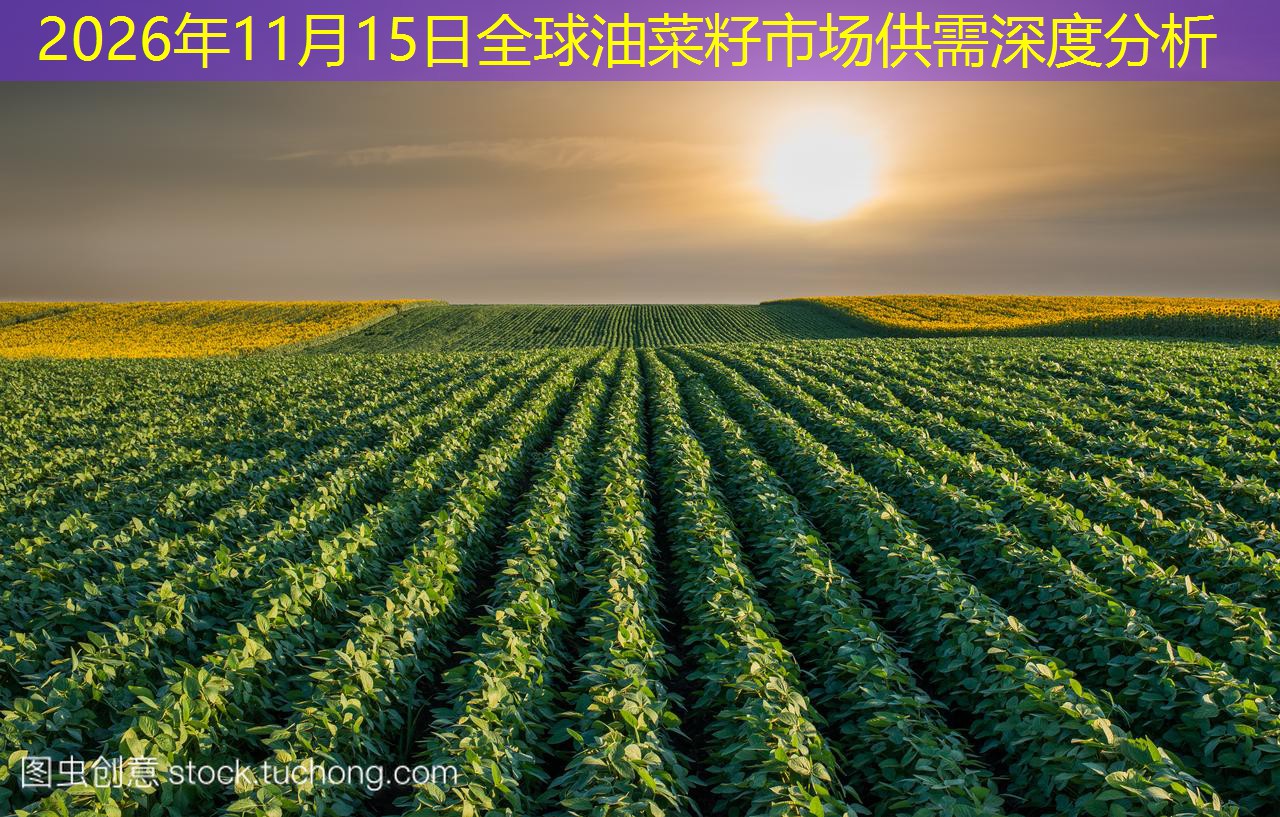 2026年11月15日全球油菜籽市场供需深度分析