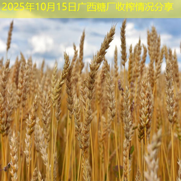 2025年10月15日广西糖厂收榨情况分享