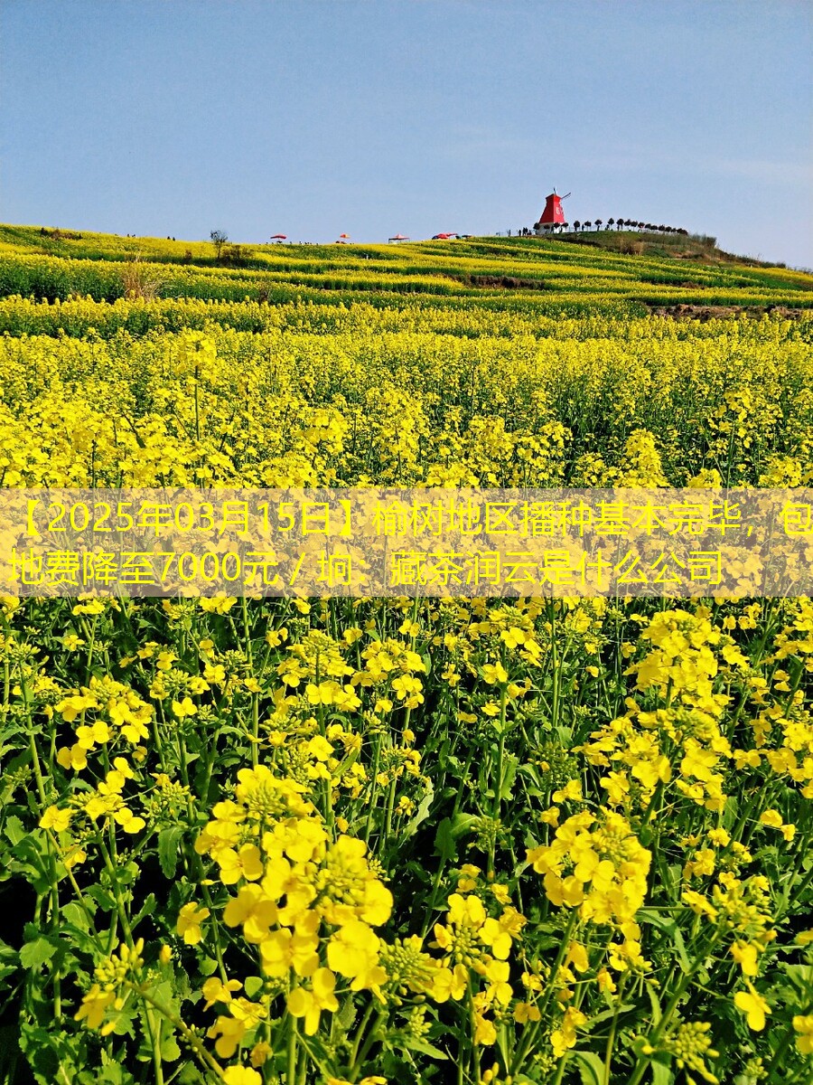【2025年03月15日】榆树地区播种基本完毕，包地费降至7000元／垧：藏茶润云是什么公司