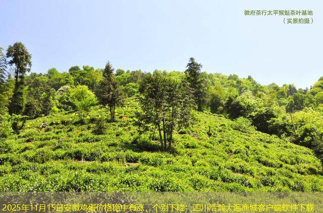 2025年11月15日安徽鸡蛋价格稳中有涨，个别下降