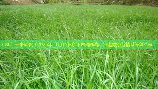 CBOT玉米期货于2025年11月15日创下两周新高