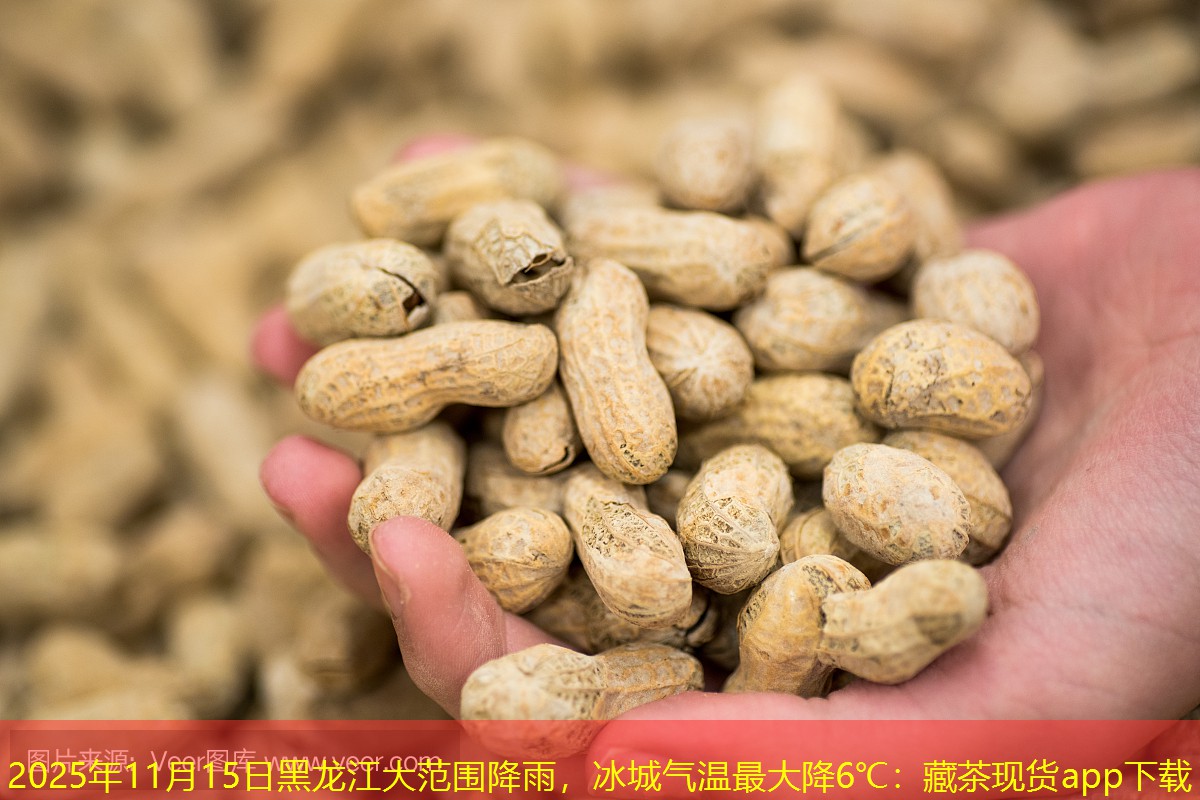 2025年11月15日黑龙江大范围降雨，冰城气温最大降6℃：藏茶现货app下载