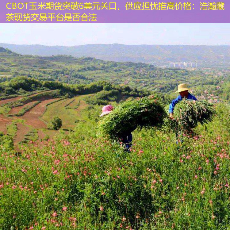 CBOT玉米期货突破6美元关口，供应担忧推高价格：浩瀚藏茶现货交易平台是否合法