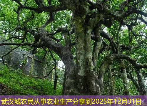 武汉城农民从事农业生产分享到2025年12月31日