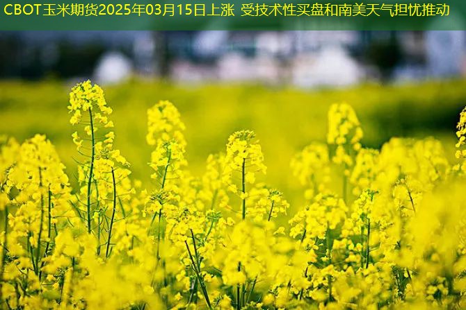 CBOT玉米期货2025年03月15日上涨 受技术性买盘和南美天气担忧推动