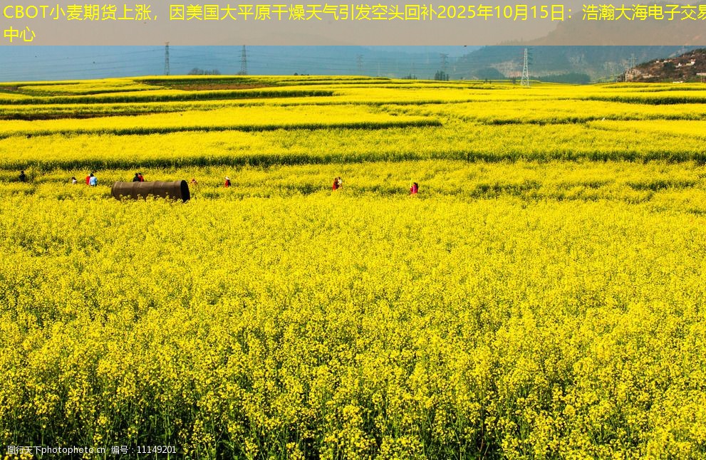 CBOT小麦期货上涨，因美国大平原干燥天气引发空头回补2025年10月15日