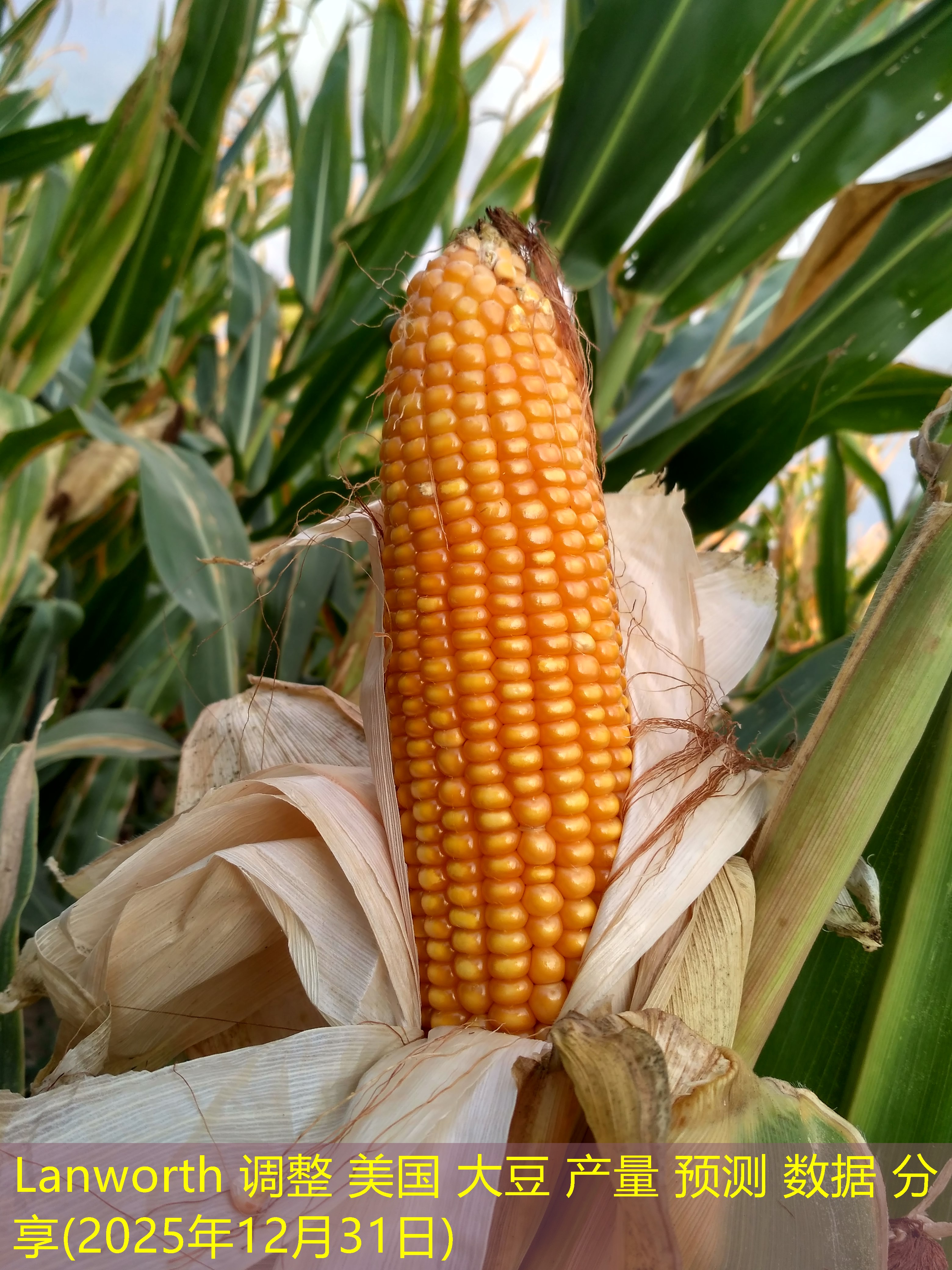 Lanworth 调整 美国 大豆 产量 预测 数据 分享(2025年12月31日)