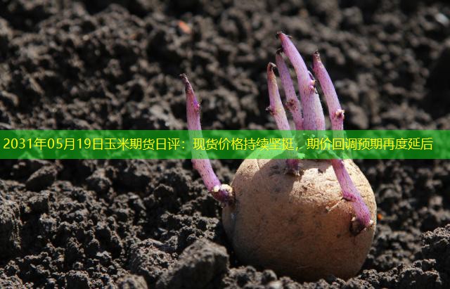 2031年05月19日玉米期货日评：现货价格持续坚挺，期价回调预期再度延后